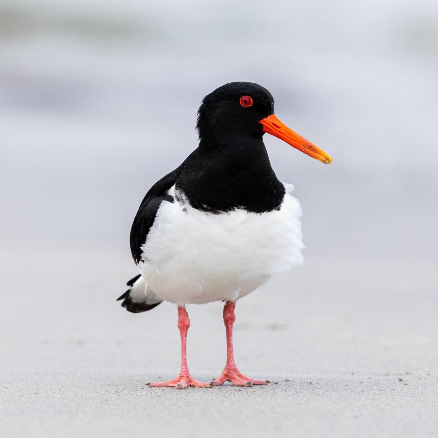 The Oystercatcher At The Bay, Filey Zewnętrze zdjęcie